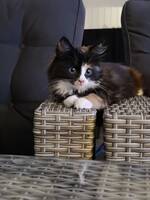 Sessan, Whisky , strössel Sessan, Whisky , strössel