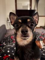 Puma är en 4 åring Tik Chihuahua Puma är en 4 åring Tik Chihuahua