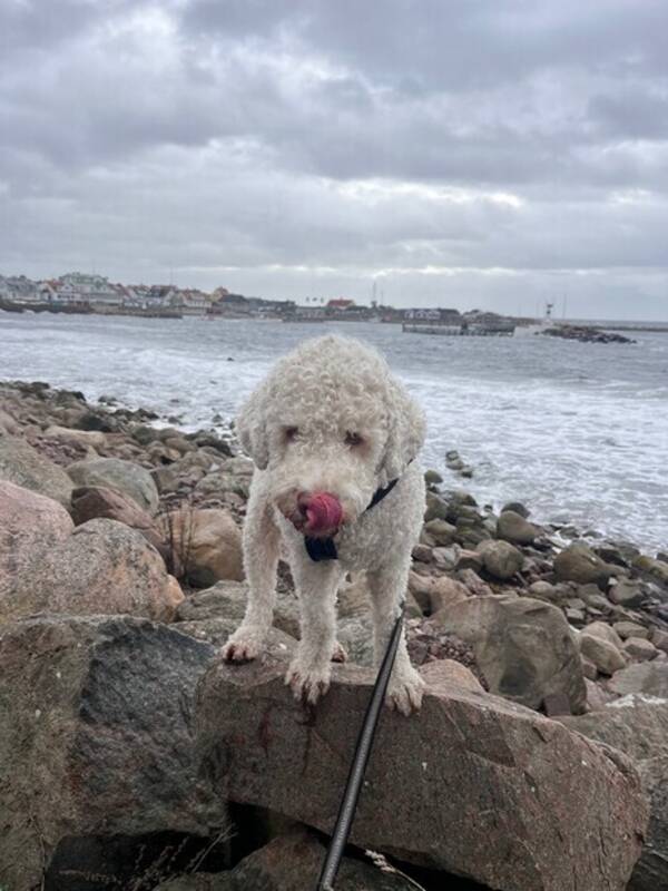 Hund - Lagotto - Rio