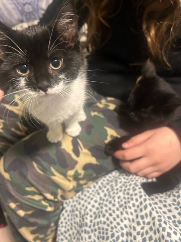 Katt - Mia katt/hund