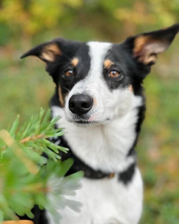 Hund - Bordercollie/collien Kylie Hund - Bordercollie/collien Kylie