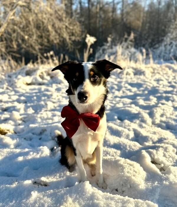 Hund - Bordercollie/collien Kylie Hund - Bordercollie/collien Kylie