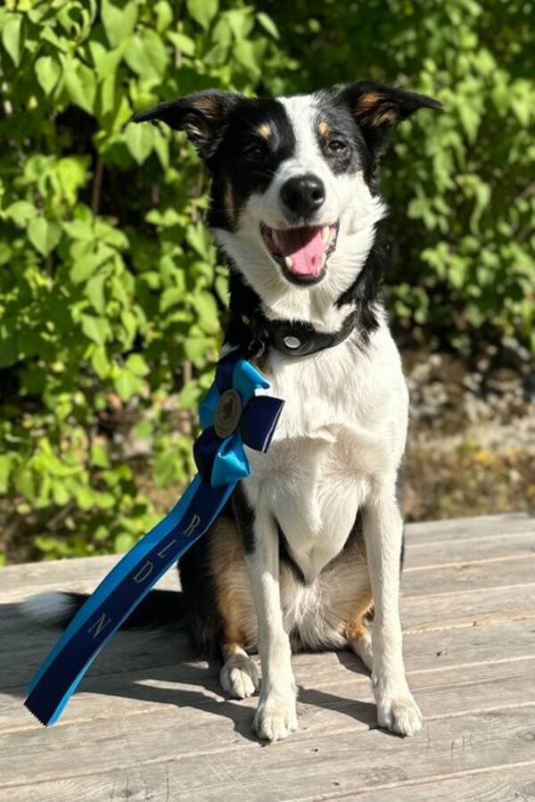 Hund - Bordercollie/collien Kylie Hund - Bordercollie/collien Kylie