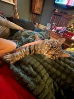 Norska skogskatter Norska skogskatter