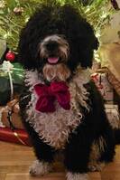 Hunden Atlas Hunden Atlas