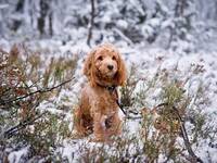 Cockapoo (uten krøller) Cockapoo (uten krøller)