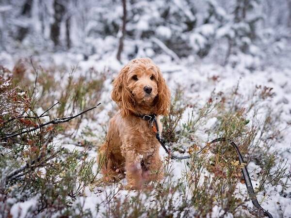 Hund - Cockapoo (uten krller)