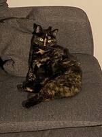 Katten Lovis Katten Lovis