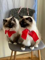 Ragdollstjejerna Ella & Sky Ragdollstjejerna Ella & Sky