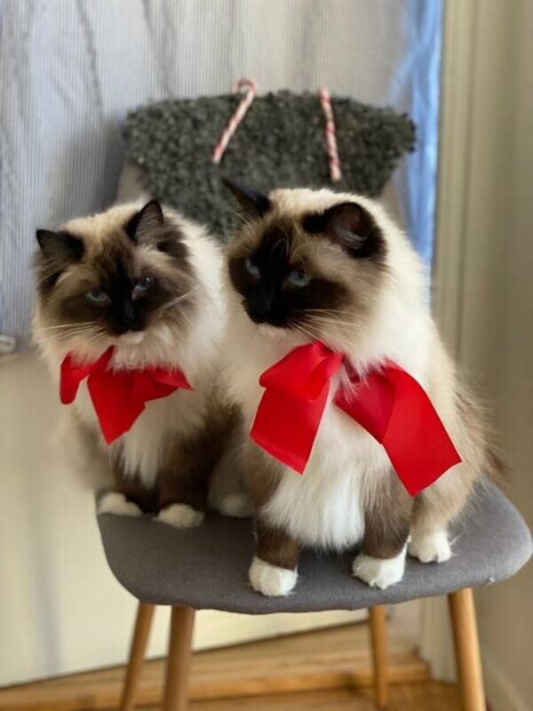 Katt - Ragdollstjejerna Ella & Sky