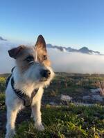 Jack Russel Terriern Pimms