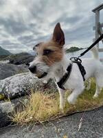 Jack Russel Terriern Pimms Jack Russel Terriern Pimms