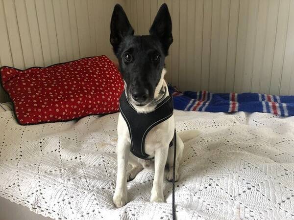 Hund - Foxterriern Ville