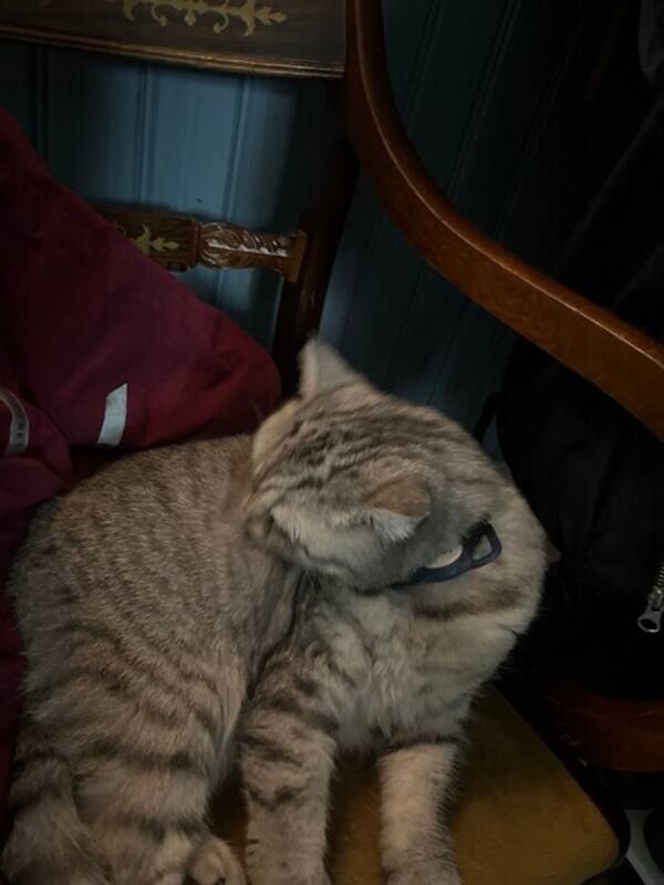 Katt - Gaja