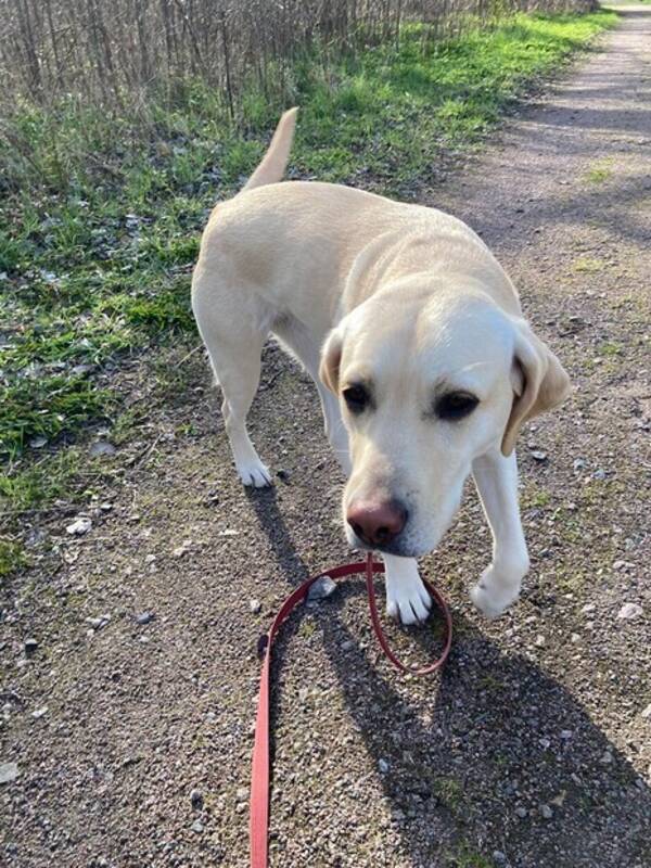 Hund - Labradoren Leia