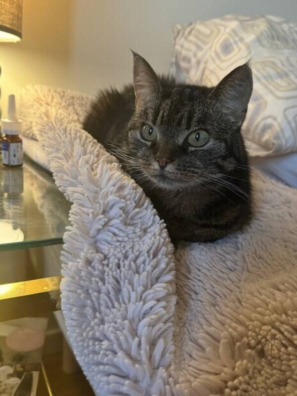 Katt - Coco Chanel och Sly