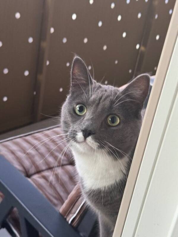 Katt - Coco Chanel och Sly