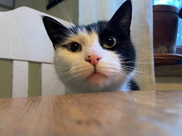 Katt - Strumpan Katt - Strumpan
