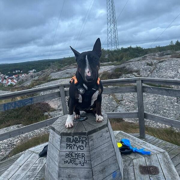 Hund - Miniatyr Bullterrier 3 r