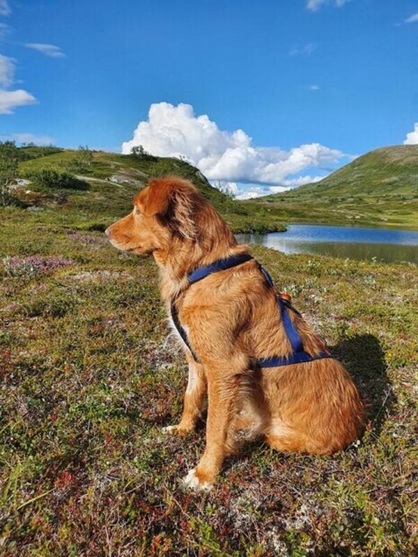 Hund - Tollaren Klara Hund - Tollaren Klara
