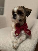 Shih Tzu killen MaX Shih Tzu killen MaX