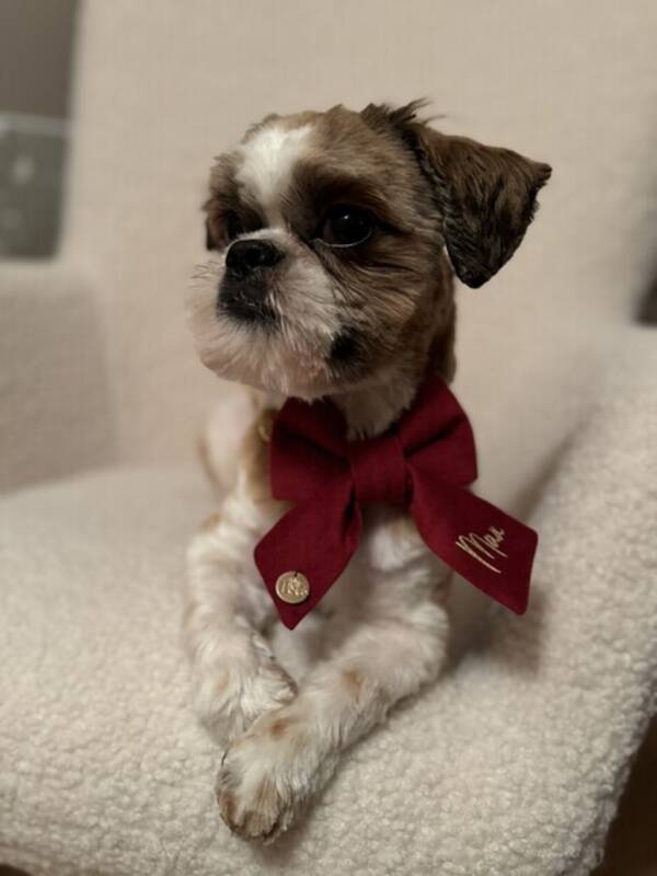 Hund - Shih Tzu killen MaX