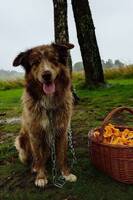 Busiga Milo Busiga Milo