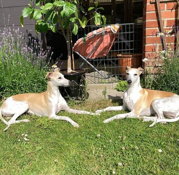 Hund - Eleganta Whippets