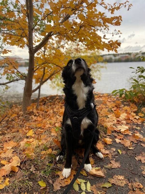 Hund - Border Collien Isla