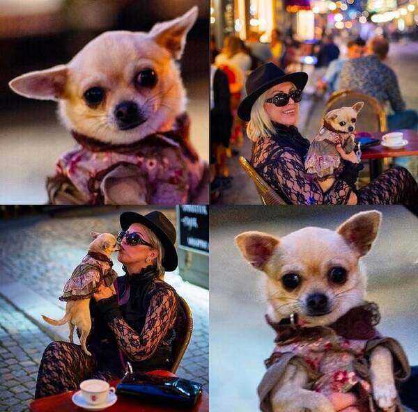 Hund - Prada Hund  Hund - Prada Hund
