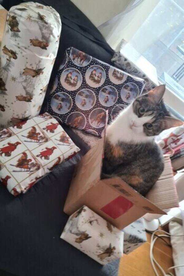 Katt - Sally Katt - Sally