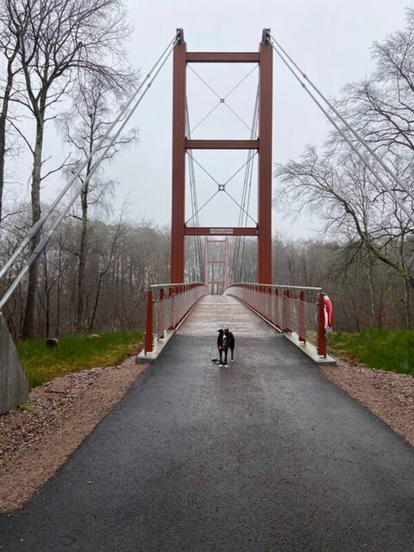 Hund - Border Collien Isla