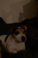 Dansk-svenska gårds hunden: Odda Dansk-svenska gårds hunden: Odda