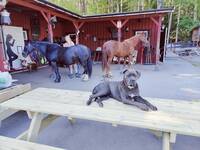 Bondgård från 1700 talet Bondgård från 1700 talet