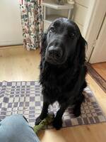 Flat coated retrievern Baxter Flat coated retrievern Baxter