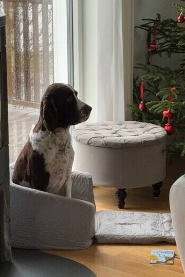 Hund - Engelsk Springer spaniel