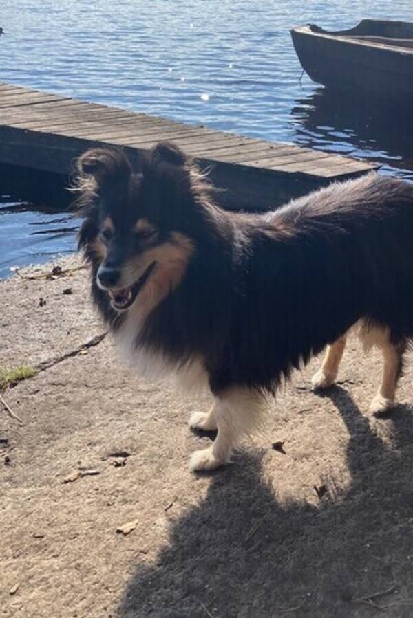 Hund - Tosca.,Sheltie