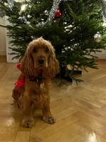 Engelsk Cockerspaniel Molly Engelsk Cockerspaniel Molly