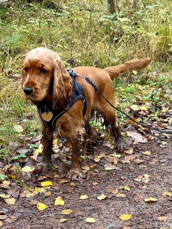 Hund - Engelsk Cockerspaniel Molly