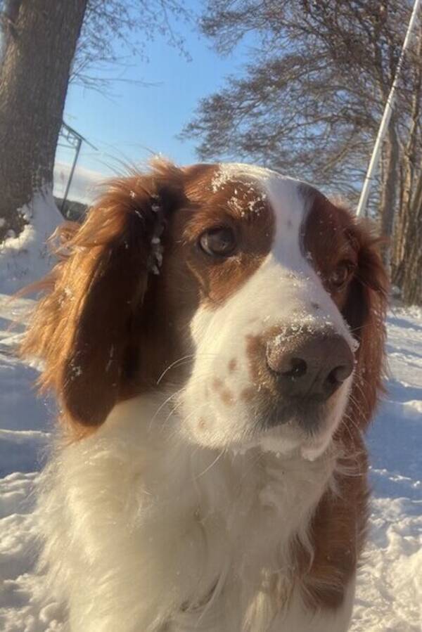 Hund - En welsh som heter Sune