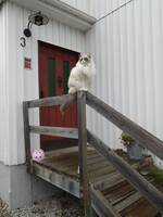 Katten Morris (hona) Katten Morris (hona)