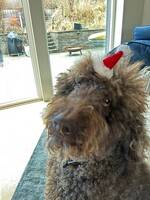 Pudel (pete) Sampras Pudel (pete) Sampras