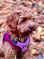 Cavapoo