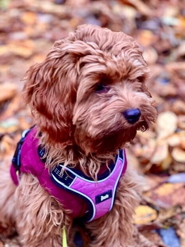 Hund - Cavapoo