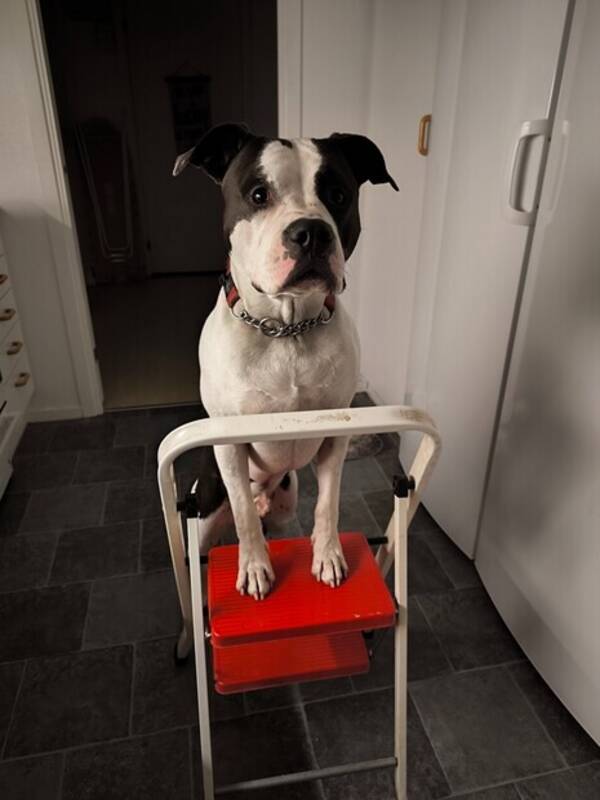 Hund - Amstaff