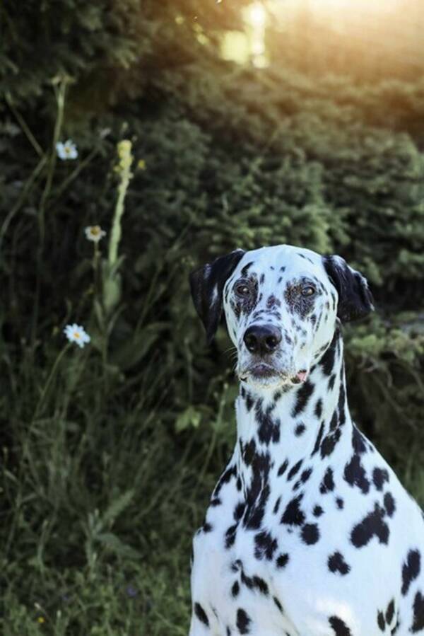 Hund - Dalmatiner Leo