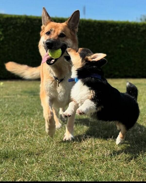 Hund - Schfer & Welsh corgi pembroke