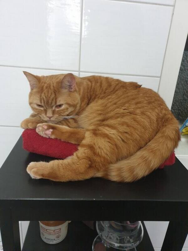 Katt - Brittisk korthår  Katt - Brittisk korthår