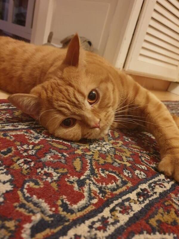 Katt - Brittisk korthår  Katt - Brittisk korthår