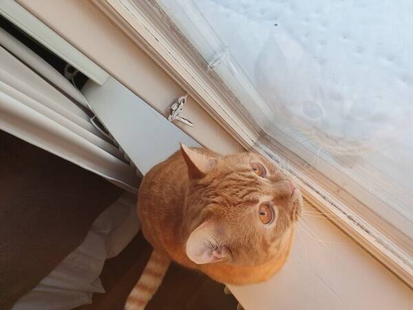Katt - Brittisk korthår  Katt - Brittisk korthår